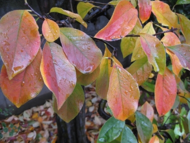 カリンの紅葉