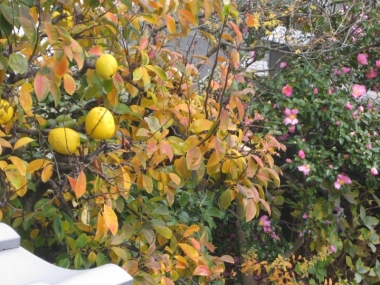 カリンの紅葉 2階から見る
