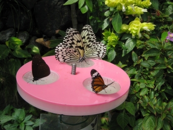 ミツジュースを飲むチョウたち2