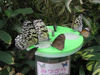 ミツジュースを飲むチョウたち3