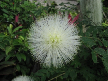 カリアンドラ白花