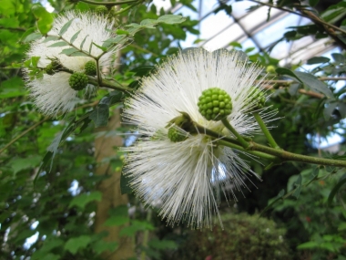 カリアンドラ白花と蕾