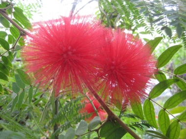 カリアンドラ赤花