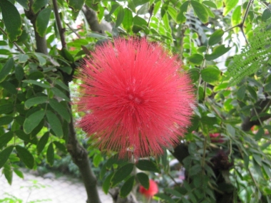 カリアンドラ赤花