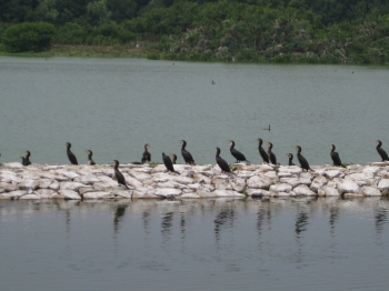給餌池堤防に並んだカワウ
