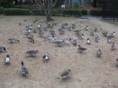 餌をついばむオナガガモたち