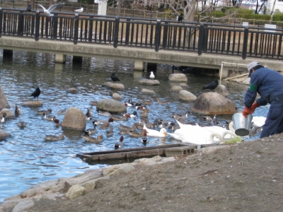 コブハクチョウに給餌