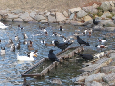餌のおこぼれ頂戴のカラス