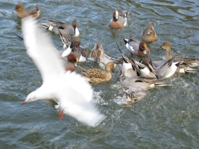 飛ぶユリカモメ,逆立ちで水中のパンをとるカモ