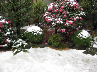 庭に積もった雪