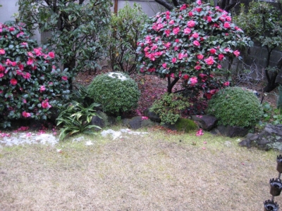 積もった雪が解けた庭
