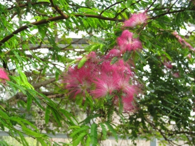 トキワネムノキ,しおれ花