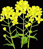 菜種の花
