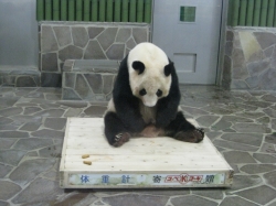 タンタン 体重測定