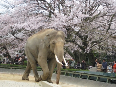 インド象マック