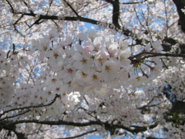 桜 ソメイヨシノ