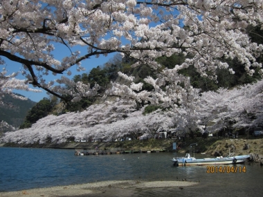 海津大崎の桜並木