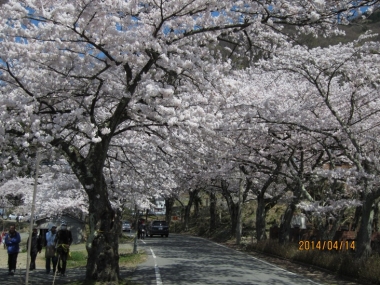 桜並木,桜のトンネル