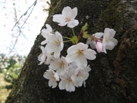 桜