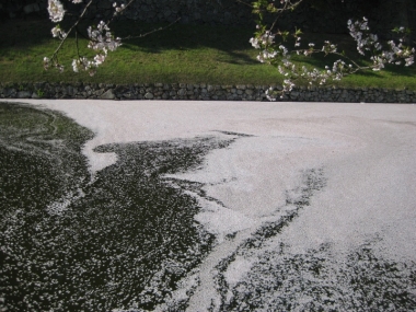 内濠の花筏
