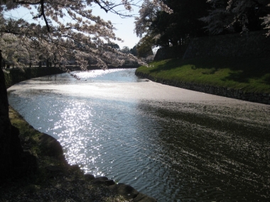 内濠の花筏,内濠の景色