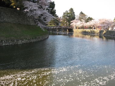 内濠の花筏,表門橋