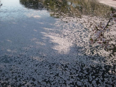 中濠の花筏