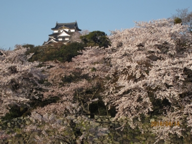 彦根城天守と桜