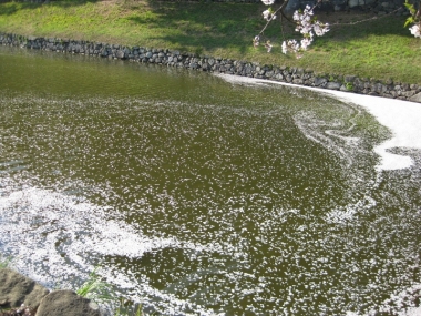 内濠の花筏