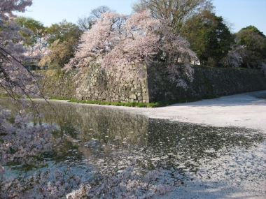 中濠の花の浮橋・花筏