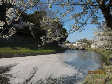内濠の花の浮橋