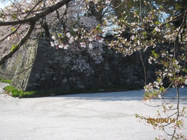 中濠の花の浮橋