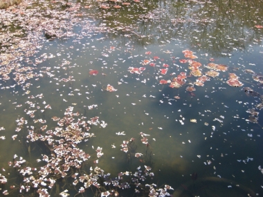植物園の池の水面に花屑
