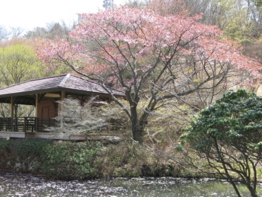 六甲高山植物園のオオヤマザクラ