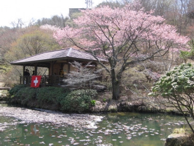 六甲高山植物園のオオヤマザクラ1