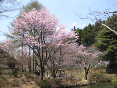 六甲高山植物園のオオヤマザクラ2