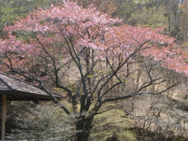 六甲高山植物園のオオヤマザクラ