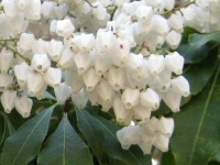 アセビの花
