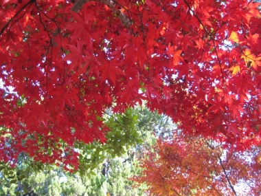 モミジ 紅葉