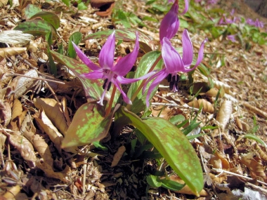 カタクリの花 六甲高山植物園で
