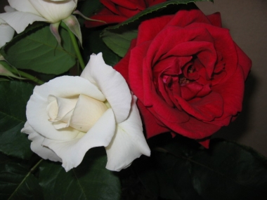 赤い薔薇と白い薔薇