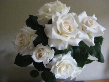 白い薔薇 パスカリ