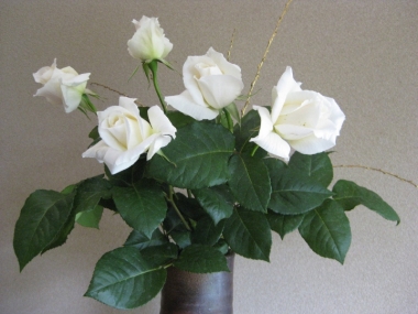 白い薔薇 パスカリ