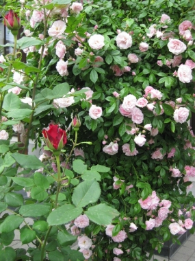 赤い薔薇 蕾