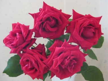 赤い薔薇 カールレッド