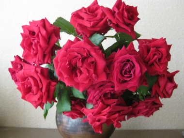 赤い薔薇 カールレッド