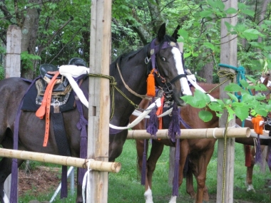 葵祭に参加したお馬さん