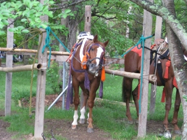 葵祭に参加したお馬さん