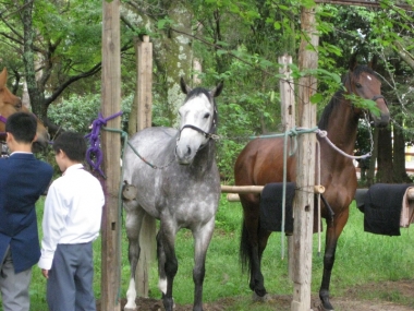 葵祭に参加したお馬さん