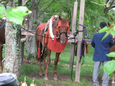 葵祭に参加したお馬さん